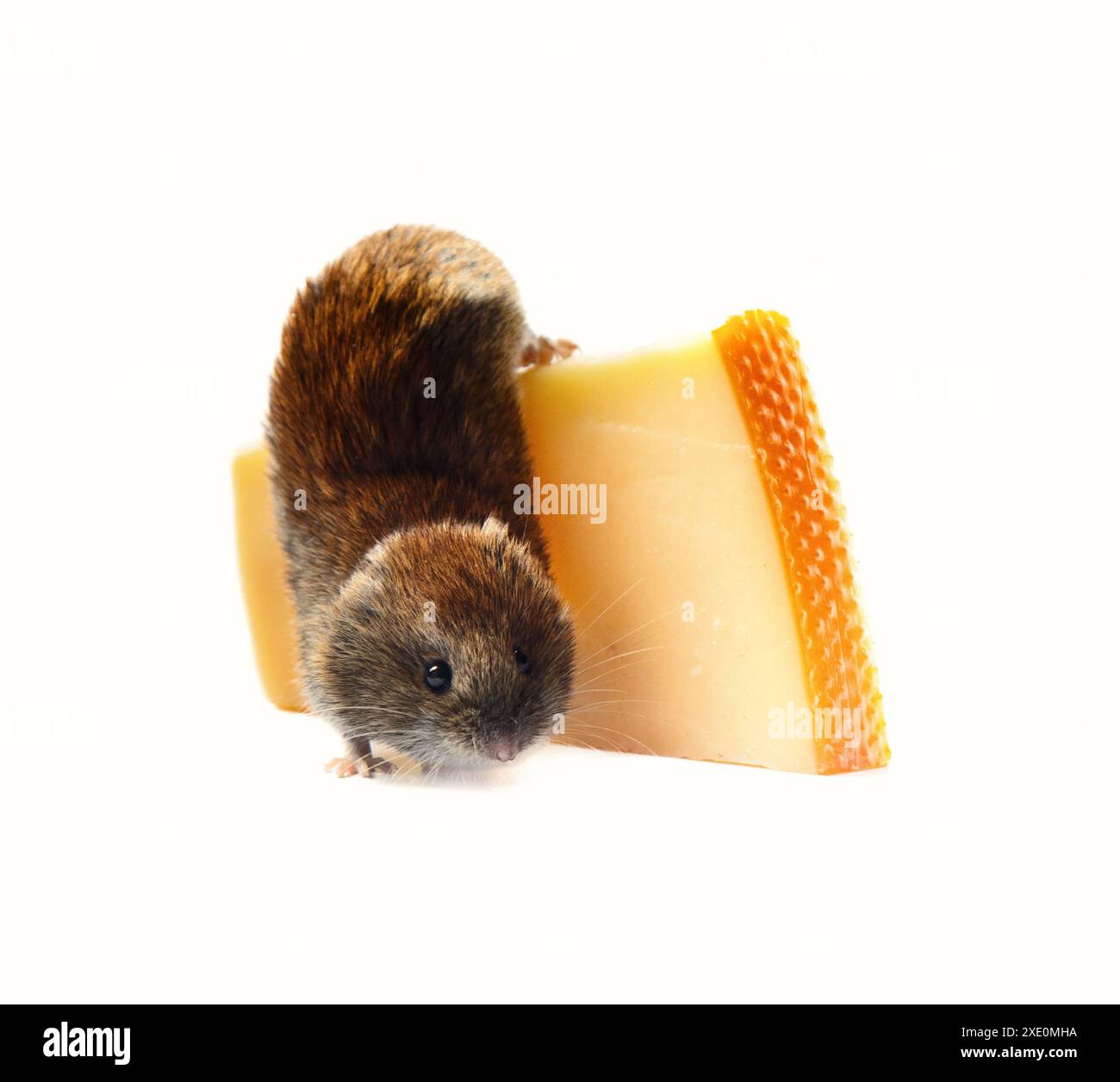 Vole knabbert Käse mit Löchern, isoliert auf weißem Hintergrund Stockfoto