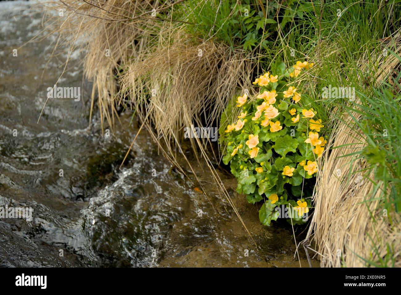 Hellgelbes Sumpfbarsch am Rande eines Baches - sumpfige Gegend Stockfoto