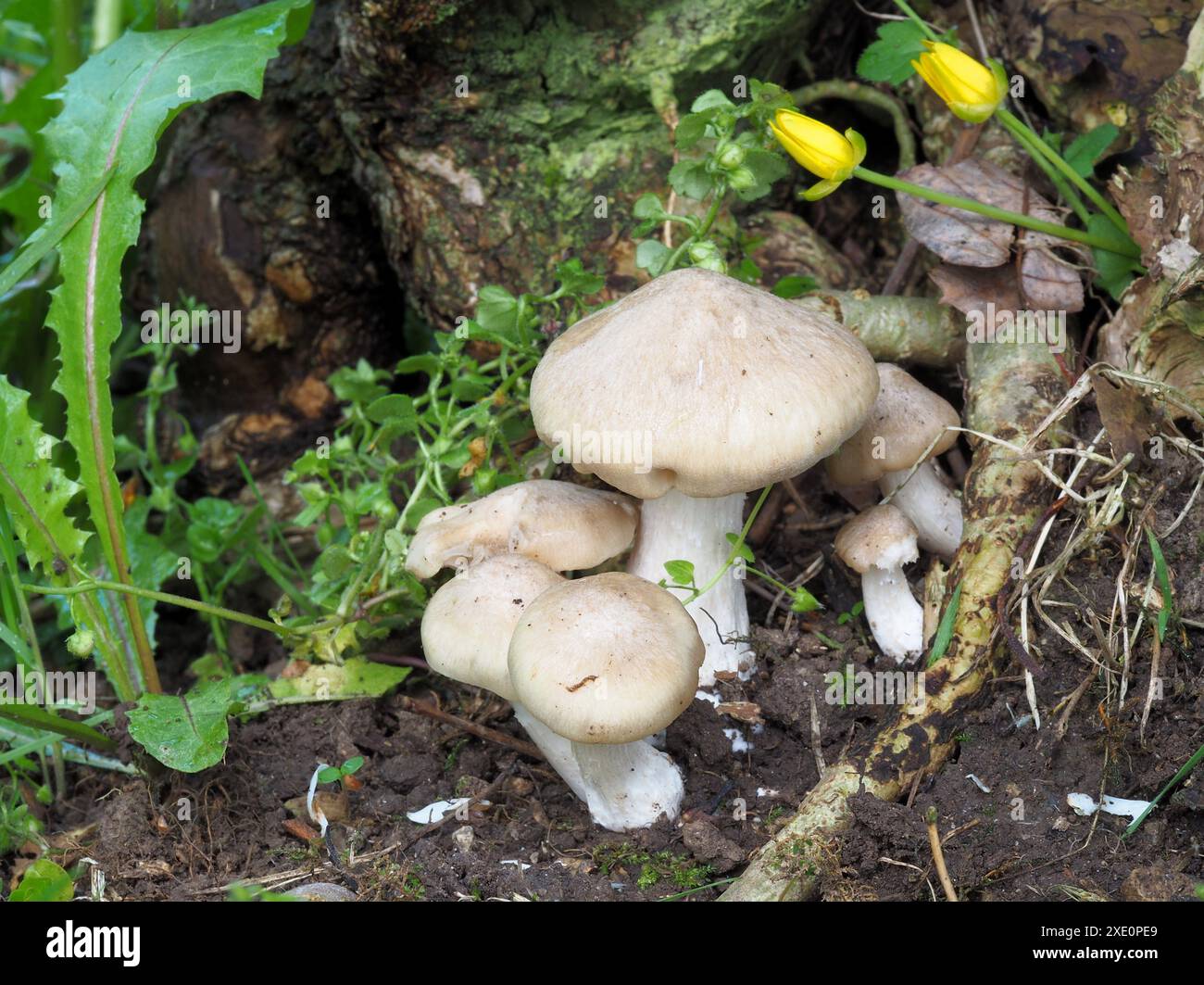 Schildpilz, Entoloma cypleatum Stockfoto