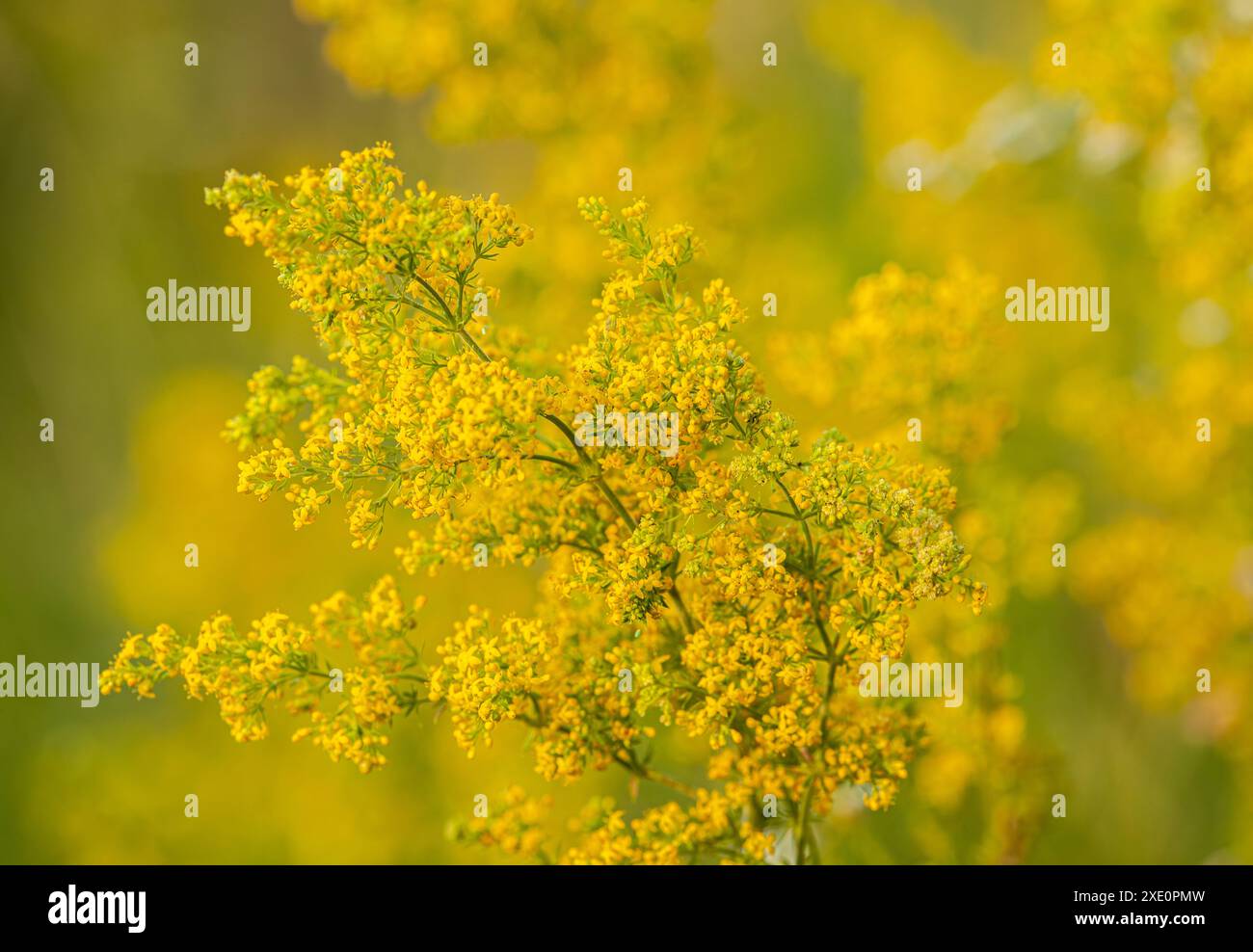 Euphorbia esula, auch bekannt als grüner Spurge oder Blattspurge, ist eine Art von Spurge Stockfoto