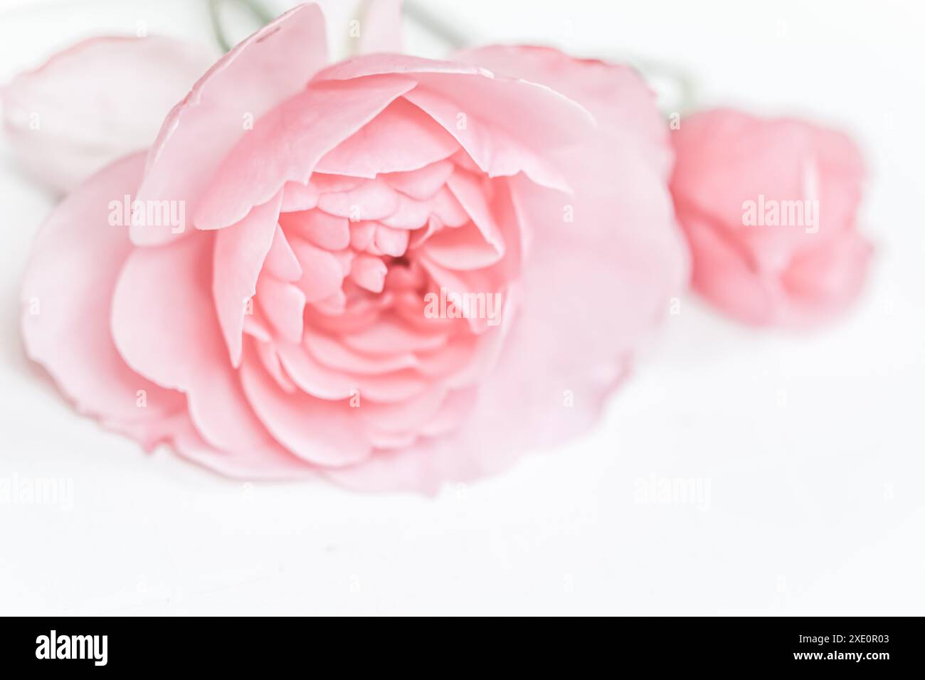 Blassrosa Rosenblume isoliert auf weißem Hintergrund. Weichzeichner Stockfoto