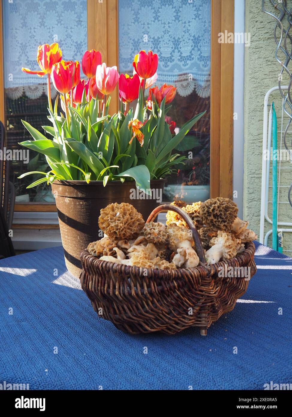 Korb mit Morcheln und Blumentopf mit Tulpen Stockfoto