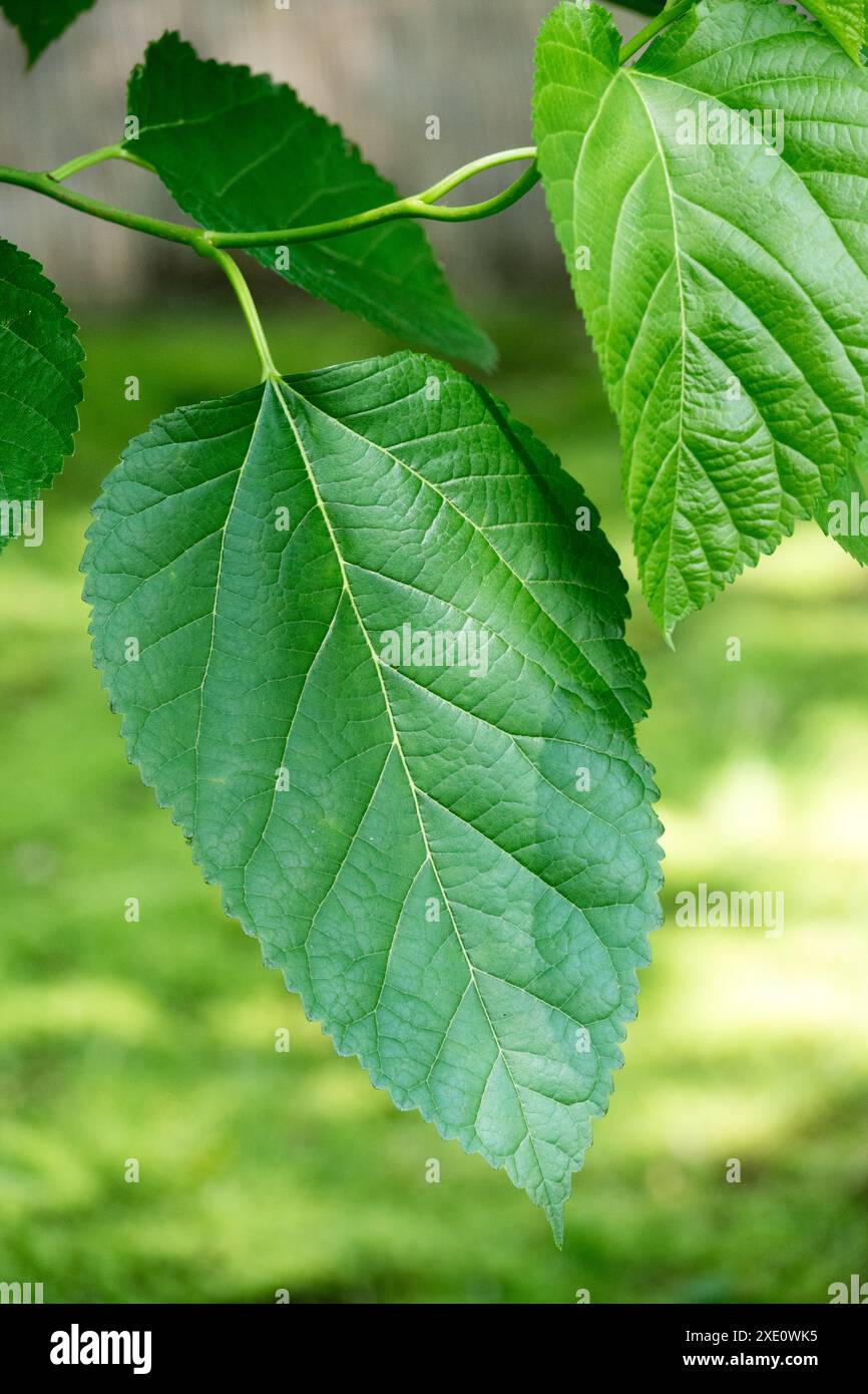 Morus latifolia „Spirata“ Blatt Stockfoto