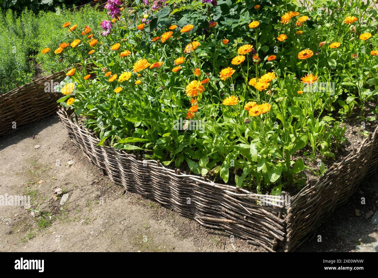 Hochbeet, Weide, Gartenpflanzen, Blumen Frühsommer Juni Kräuter Stockfoto