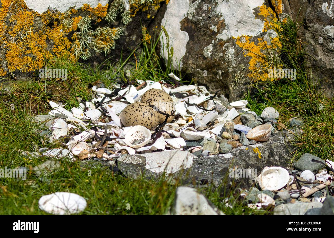 Zwei Eier in einem Austernfänger-Nest aus gebrochenen Muscheln Stockfoto