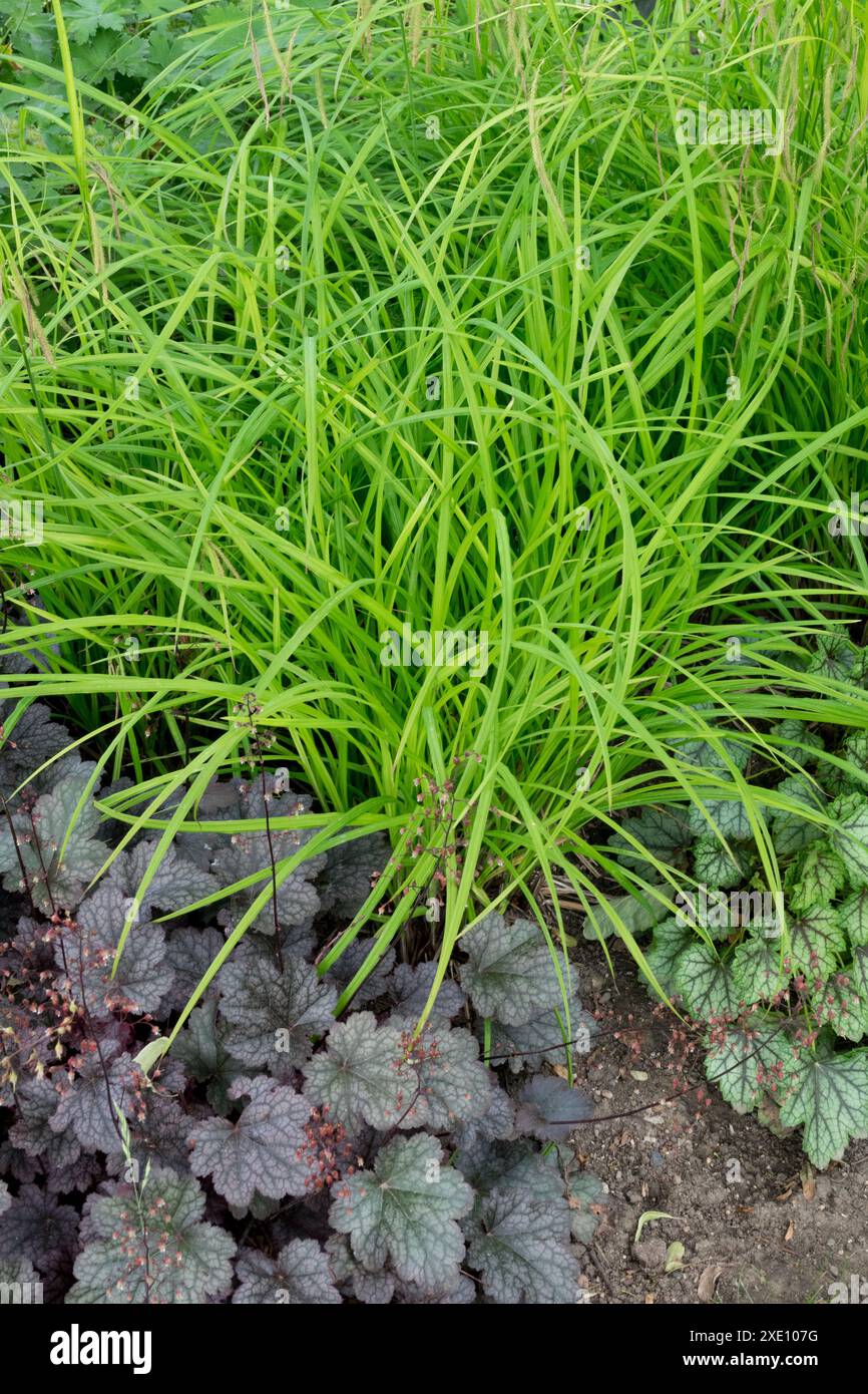 Gesäumte Segge Carex crinita Heuchera Stockfoto