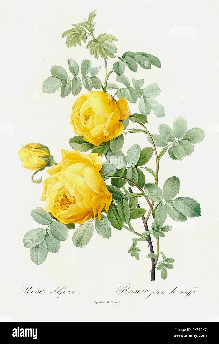 Pierre-Joseph Redouté - Rosa Sulfurea - 1817-1824 Stockfoto