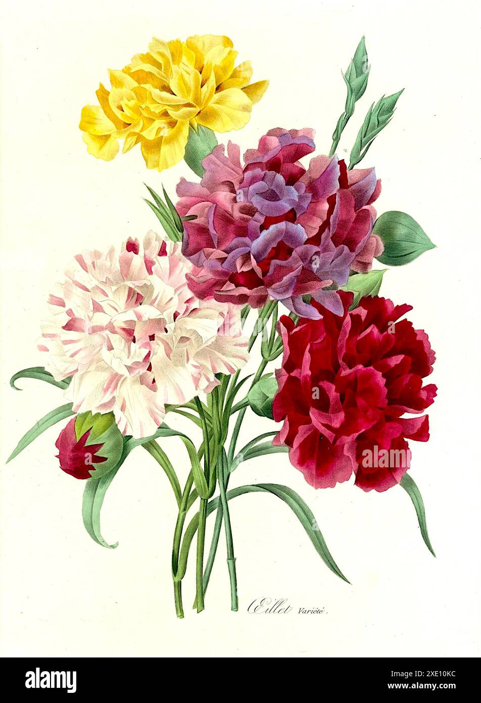 Pierre-Joseph Redouté - Nelken - 1827 Stockfoto
