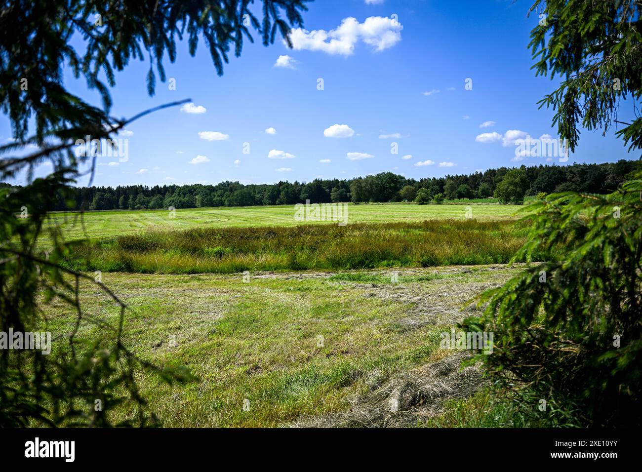 Estorf, Deutschland. Juni 2024. Eine teilweise gemähte Wiese, auf der eine Leiche eines Kindes im Stadtteil Stade gefunden wurde. Mehr als zwei Monate nach dem Verschwinden des sechsjährigen Arian fand ein Landwirt in Nordniedersachsen während der Mäharbeiten eine Kinderleiche. Quelle: Sina Schuldt/dpa/Alamy Live News Stockfoto