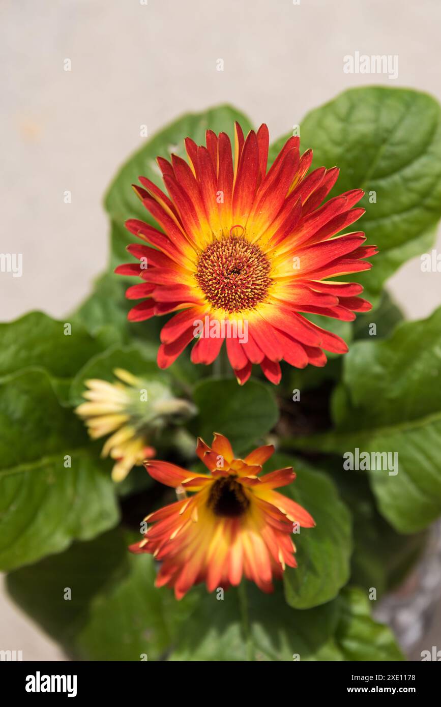 Zweifarbige strahlende Gerbera - Topfpflanze und Hauspflanze Stockfoto