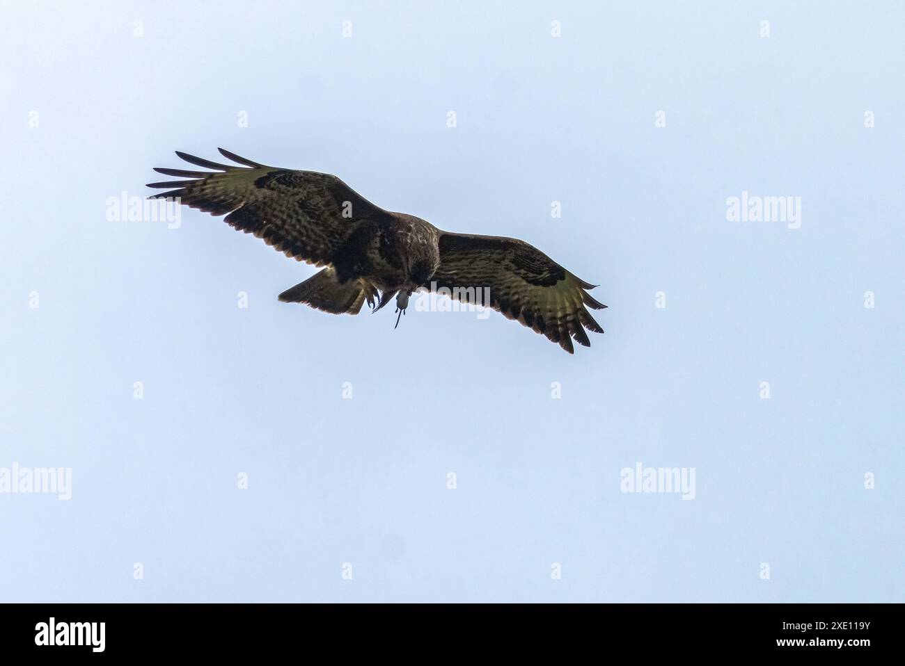 Bussard mit einer Schau, die am blauen Himmel fliegt Stockfoto