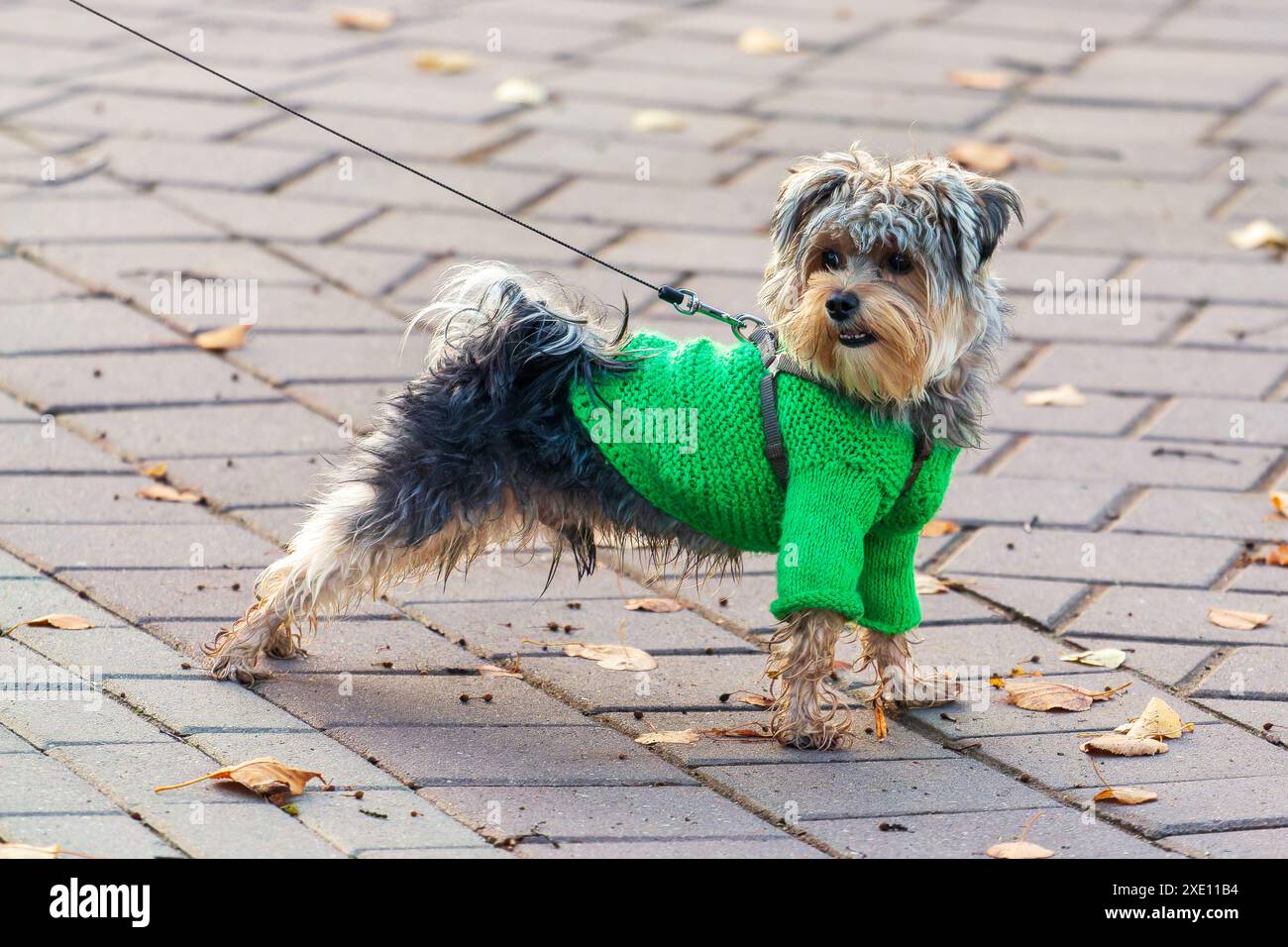 Yorkshire Terrier auf einem Spaziergang an der Spitze und in einem schicken Sweatshirt. Britische Rasse des Spielzeughundes Terrier Stockfoto