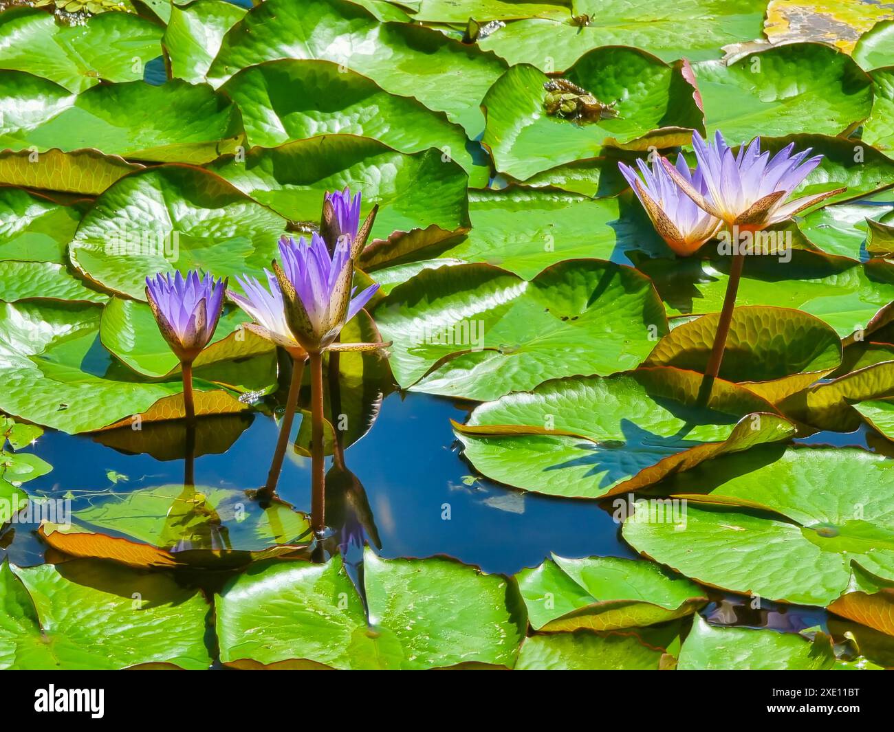 Panama, Las Lajas, Lotusblüten und Seerosen Stockfoto