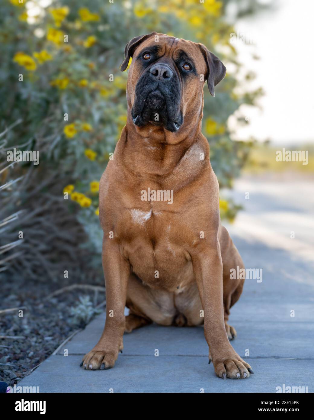 Red Bull Mastiff Hund sitzt bei einer gelben Pflanze für ein Outdoor Porträt Stockfoto
