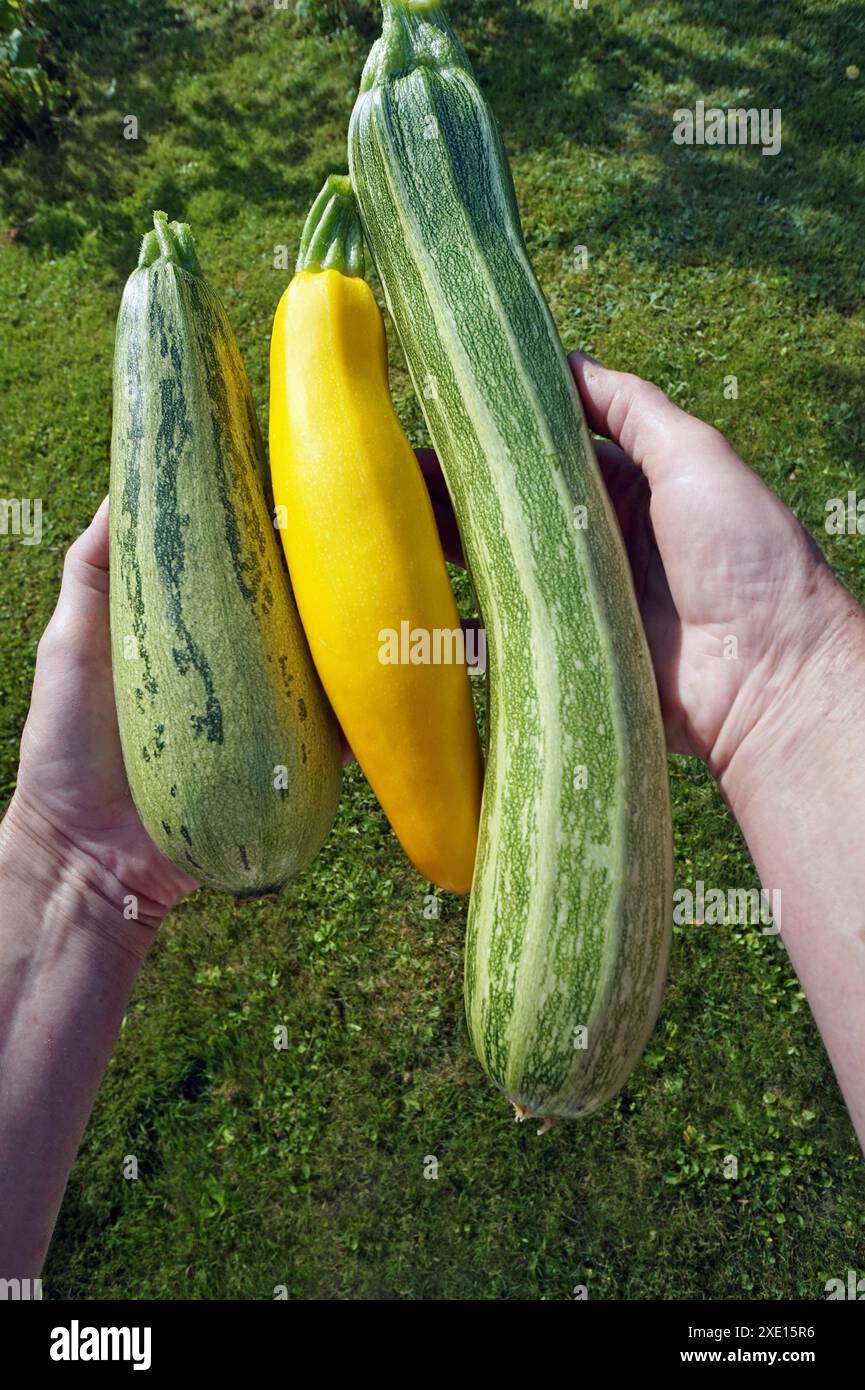 Die Bäuerin sammelt und hält in den Händen ein kleines Frisches Zucchini-Mark Stockfoto