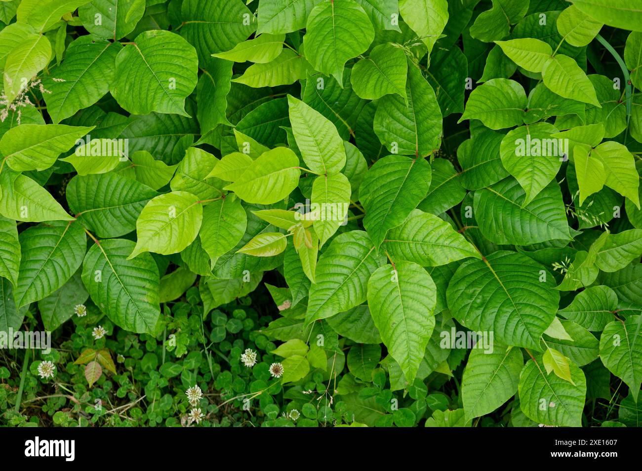 Giftefeu auf der haut -Fotos und -Bildmaterial in hoher Auflsung  Alamy