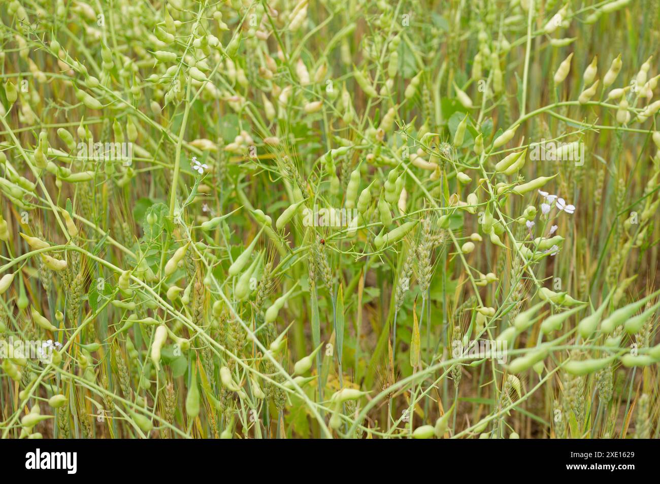 Möglicherweise Sojabohnen, die auf einem landwirtschaftlichen Feld angebaut werden. Ein Marienkäfer (Marienkäfer) auf einem Weizenstiel. Bohnen und Weizen wachsen zusammen. Stockfoto