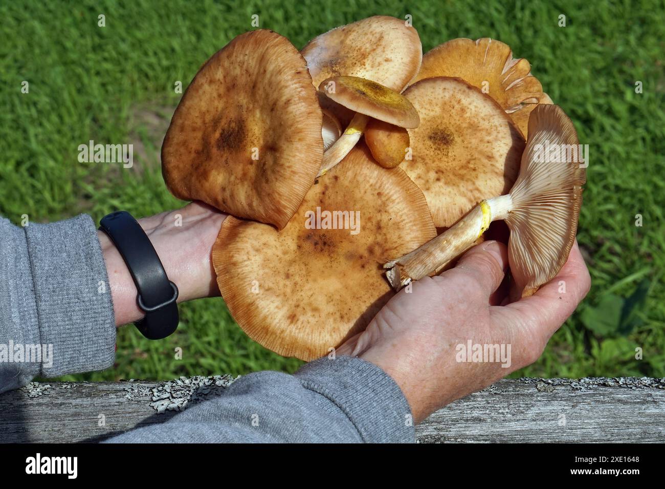 Ein ländlicher Womanpflücker fand einen frischen Pilz Stockfoto