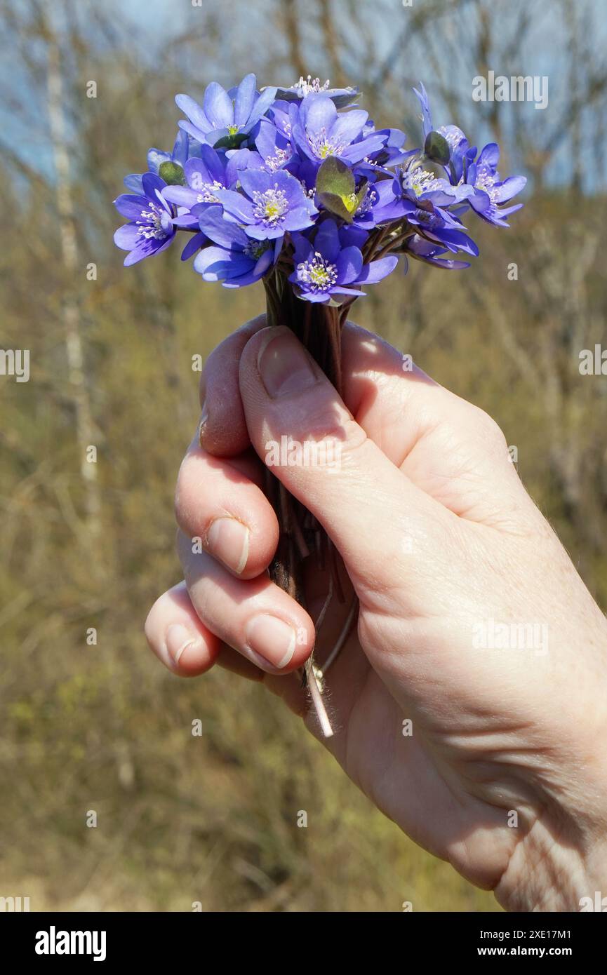 Eine ältere Frau hält in der Hand eine erste frühlingshafte, waldblaue Blume Stockfoto