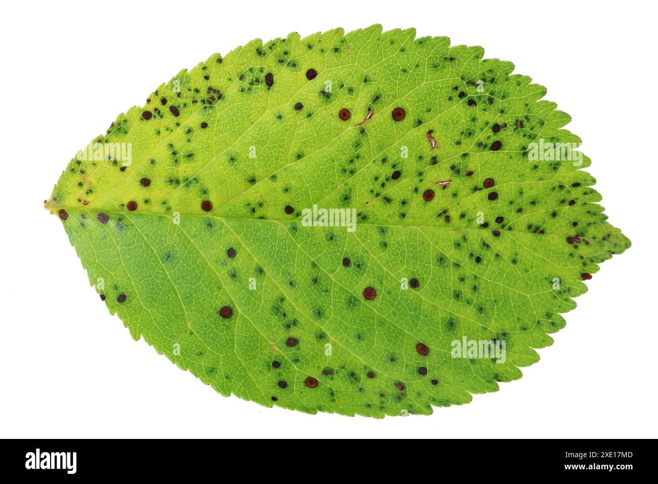 Grünes Blatt des Kirschbaums in Punkten aus isolierter Pilzkrankheit Stockfoto