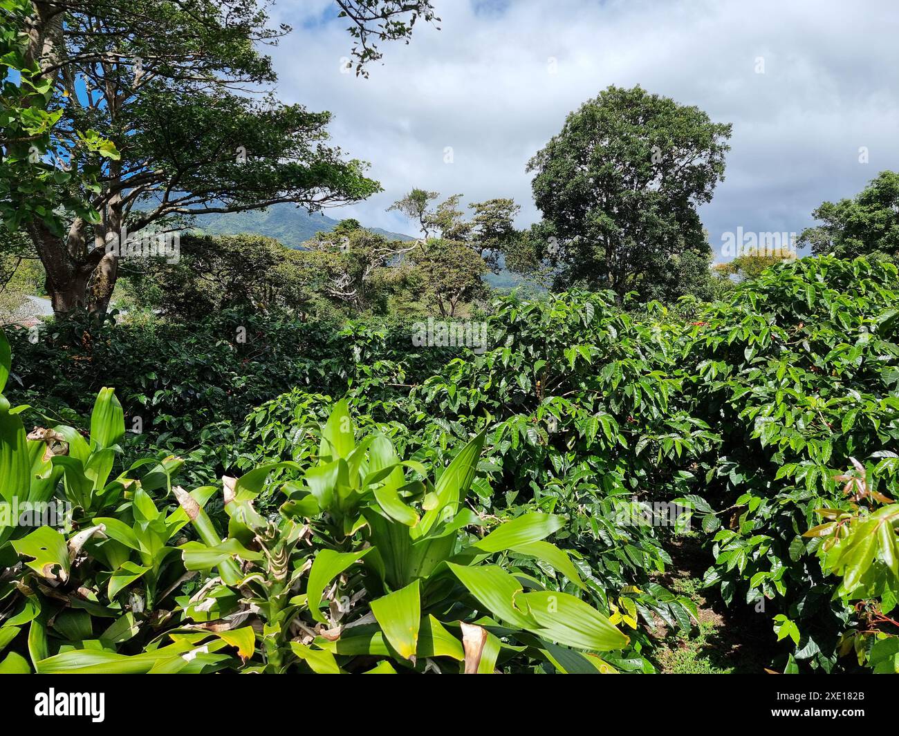 Panama, Boquete Hills, Kaffeeplantage in einem tropischen Wald Stockfoto