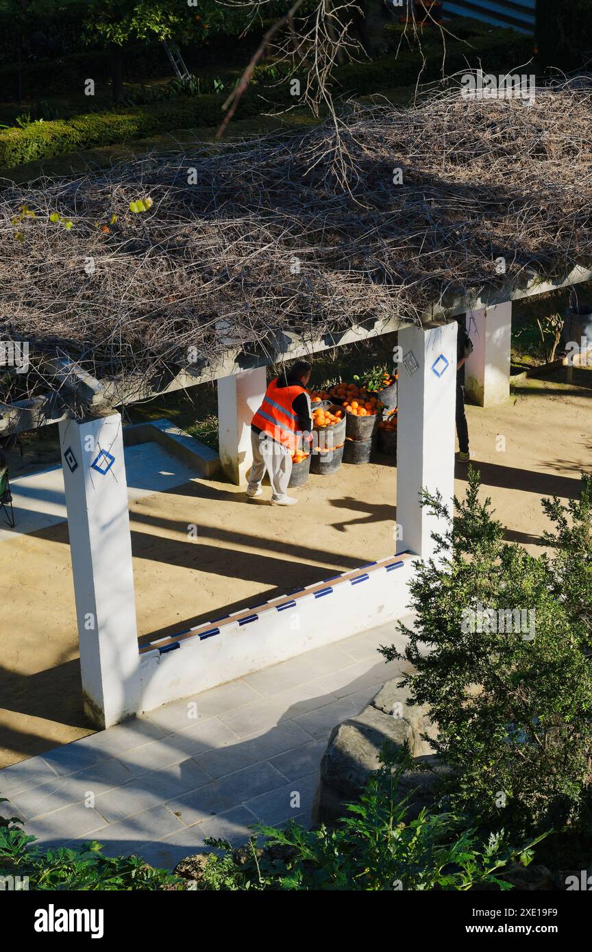 Stadtarbeiter sammeln frisch gepflückte Orangen unter einer Pergola im Maria-Luísa-Park Stockfoto