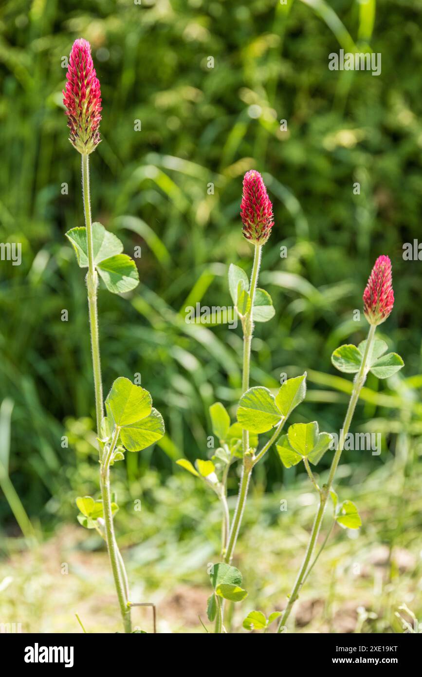 Hellroter Rosenklee im Sonnenlicht - Futter und nützliches Pflanzenblutklee Stockfoto