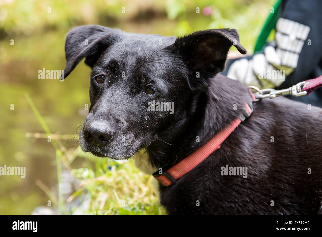 Alert and Alert Black Dog - Hundefoto gemischte Rasse Stockfoto