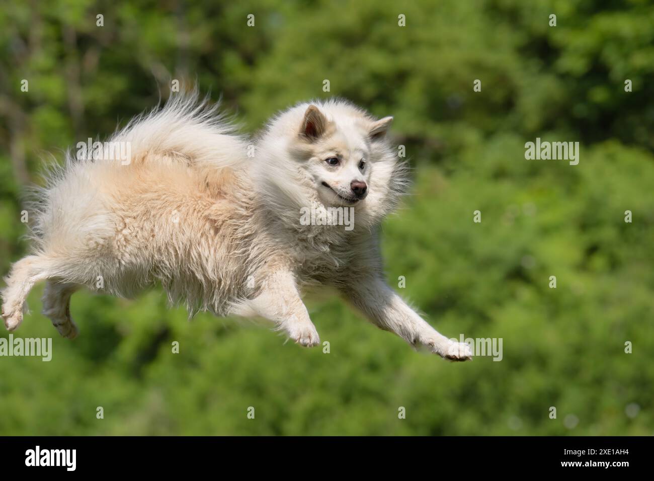 Isländische Schäferhund, FCI anerkannt Hunderasse aus Island Stockfoto