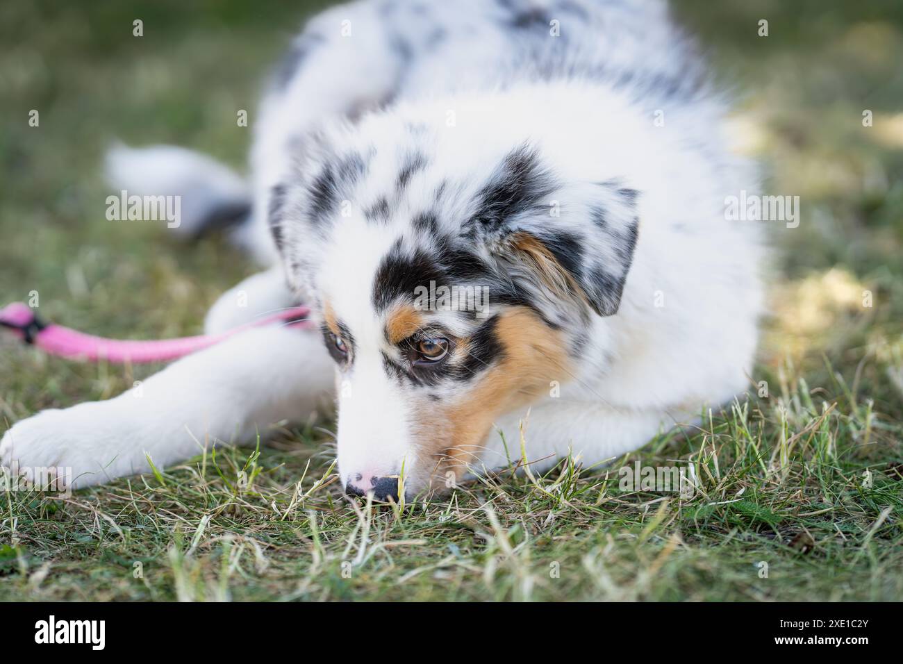 Der junge australische Schäferhund ruht auf dem Gras im Garten. Verspielter blauer merle australischer Schäferhund im Sommer. Stockfoto