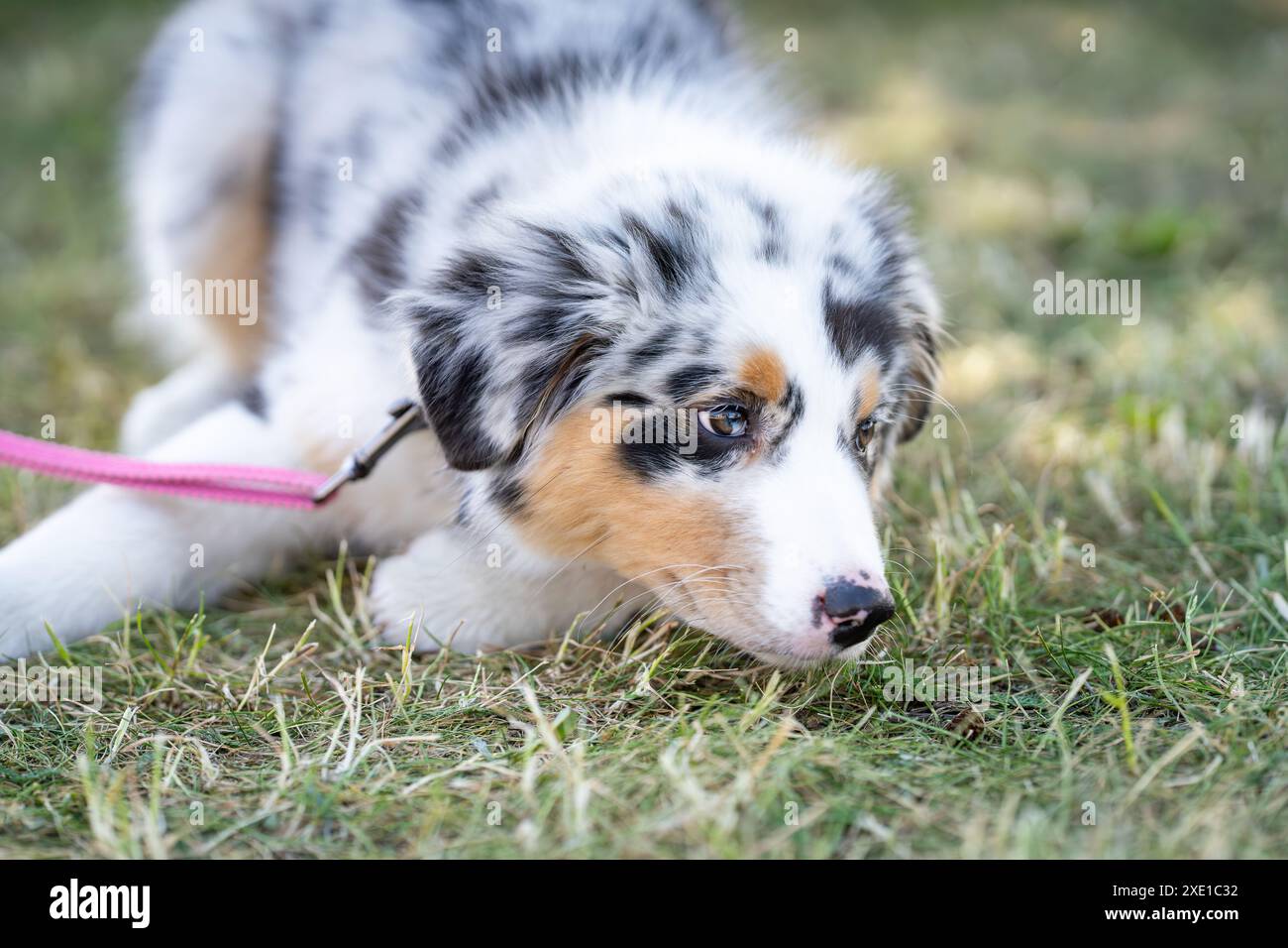 Der junge australische Schäferhund ruht auf dem Gras im Garten. Verspielter blauer merle australischer Schäferhund im Sommer. Stockfoto