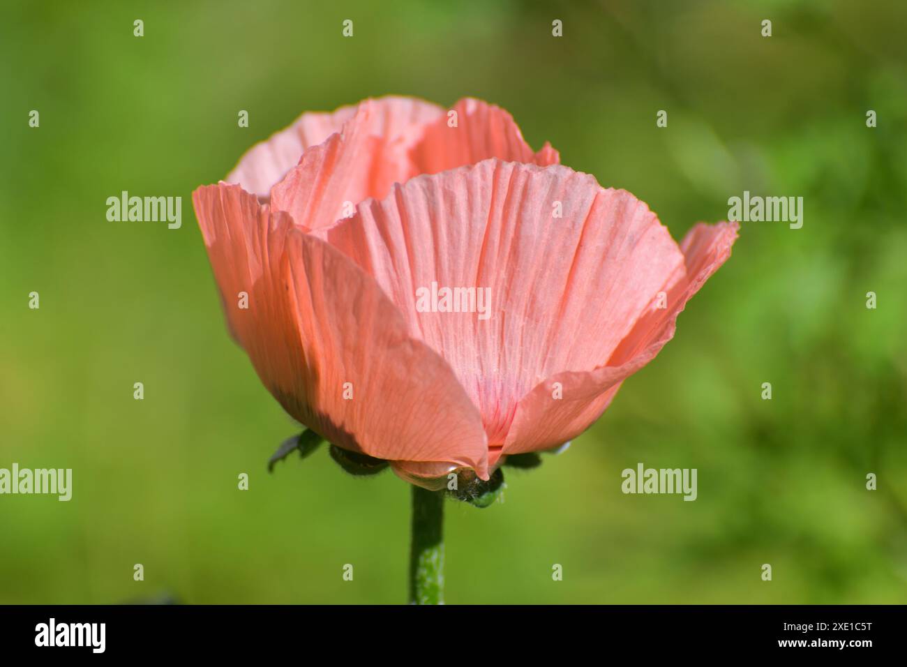 Mohnblume im Blumenbeet Stockfoto