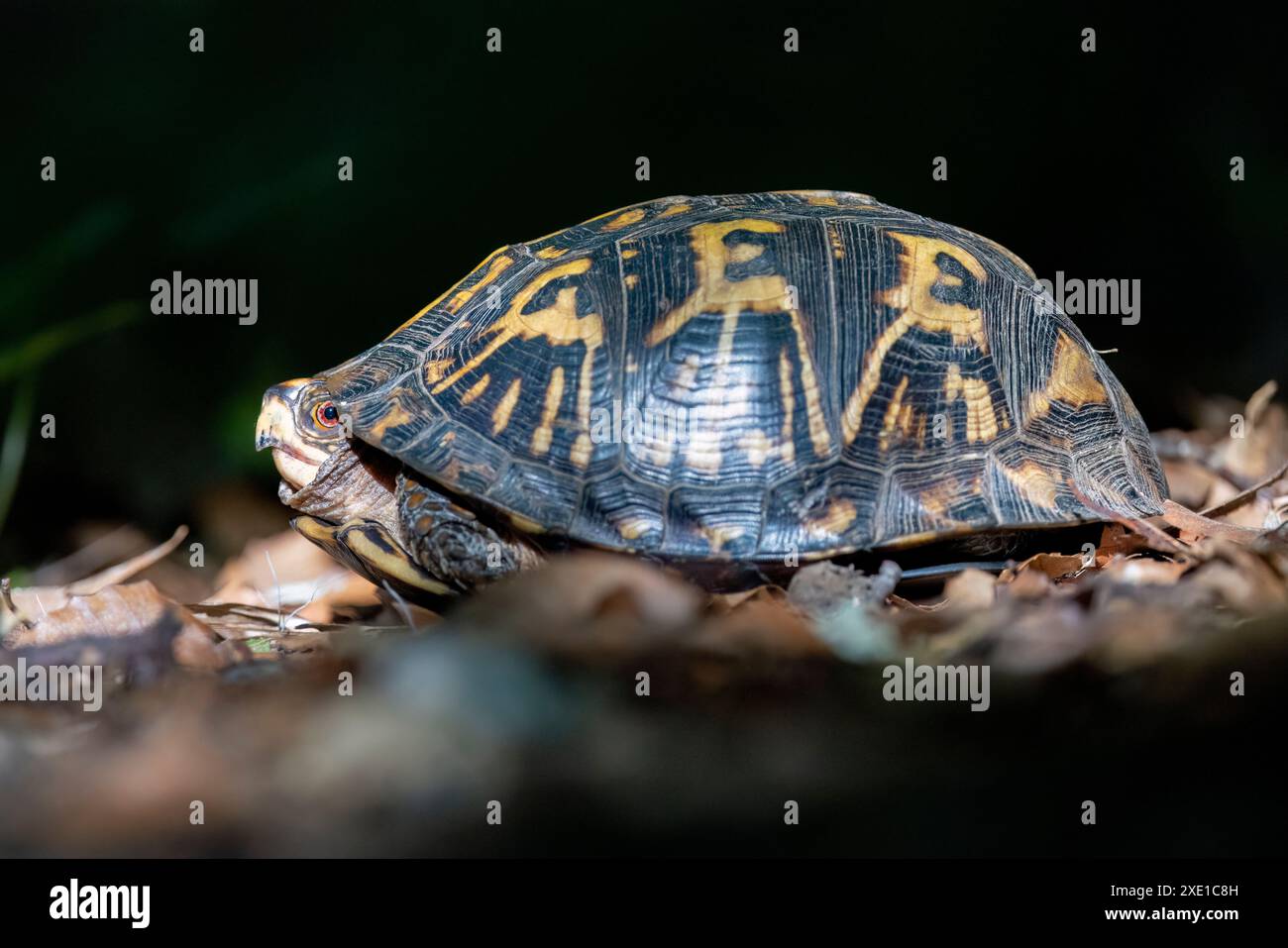 Östliche Kastenschildkröte (Terrapene carolina carolina) - Brevard, North Carolina, USA Stockfoto