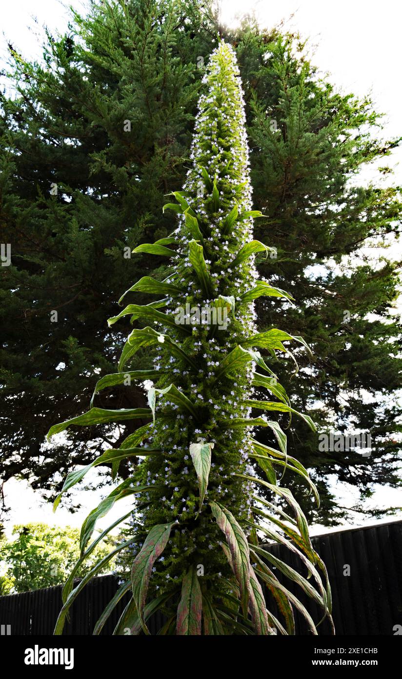 Pinienkiefer „Echium pininana“ Stockfoto