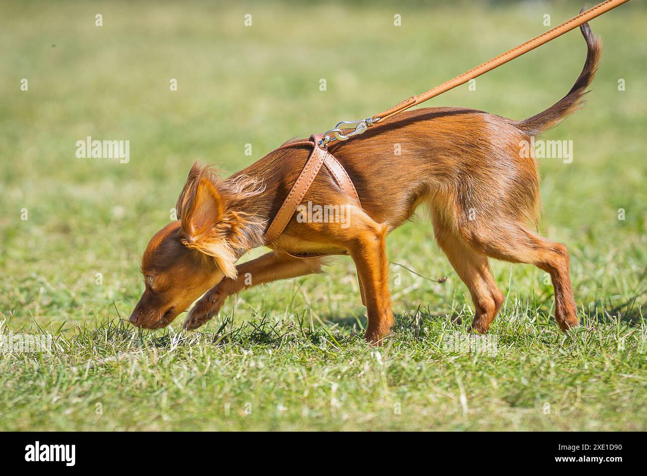 Roter russischer langhaariger Toy Terrier, der auf einem grünen Rasen läuft. Russischer Toy Terrier schnüffelt. Stockfoto