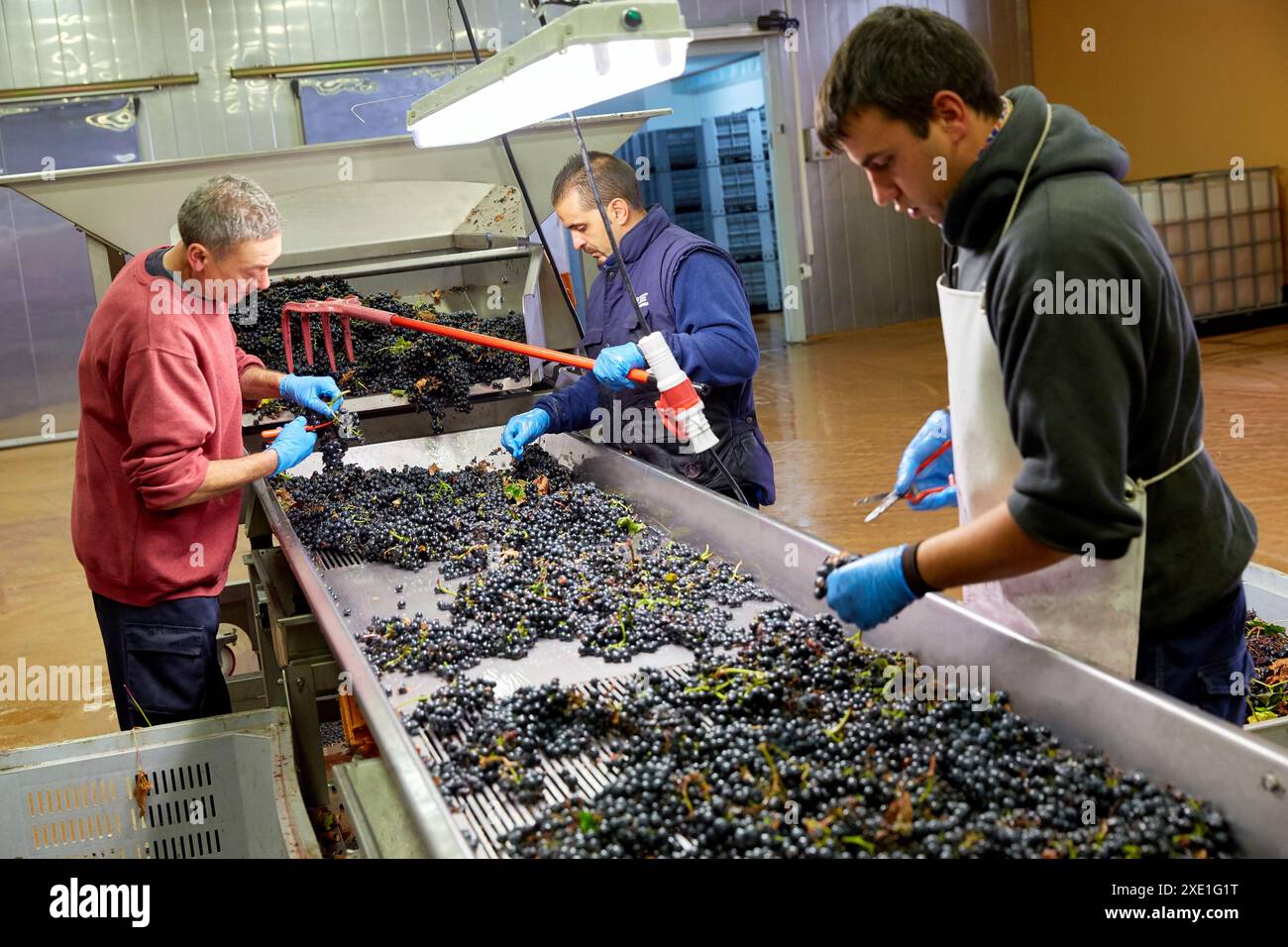 Auswahl, Wine Cellar, Weingut Dinastia Vivanco, Briones, La Rioja, Spanien, Europa Stockfoto