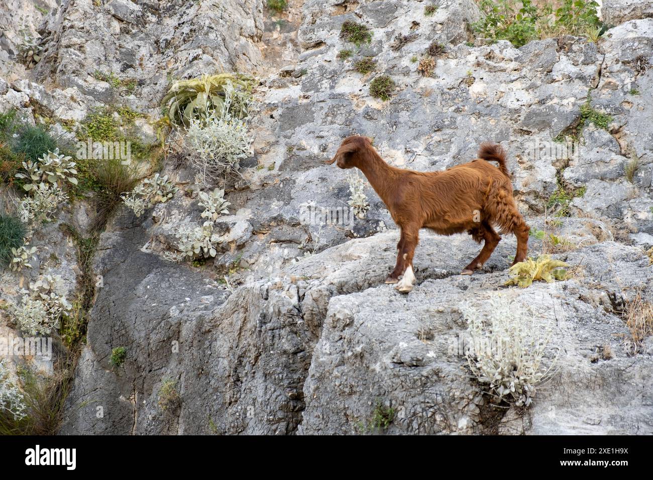 Bergziegen auf steilen Klippen oder Steinmauern. Stockfoto