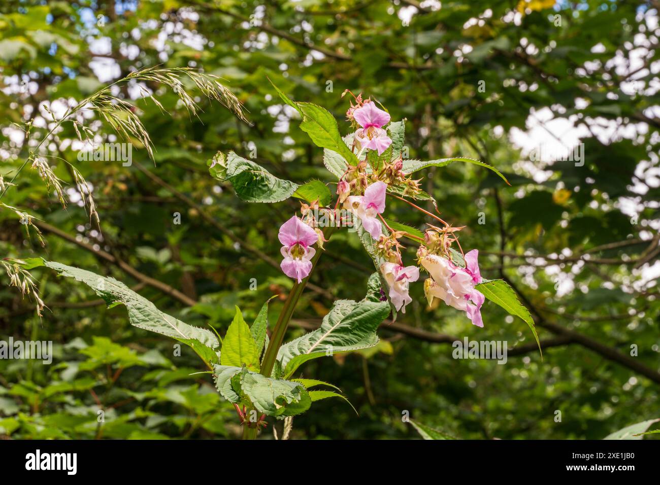 Invasive Himalaya-Balsam- oder Impatiens glandulifera-Pflanze im Sommer auf der Uferwiese Stockfoto