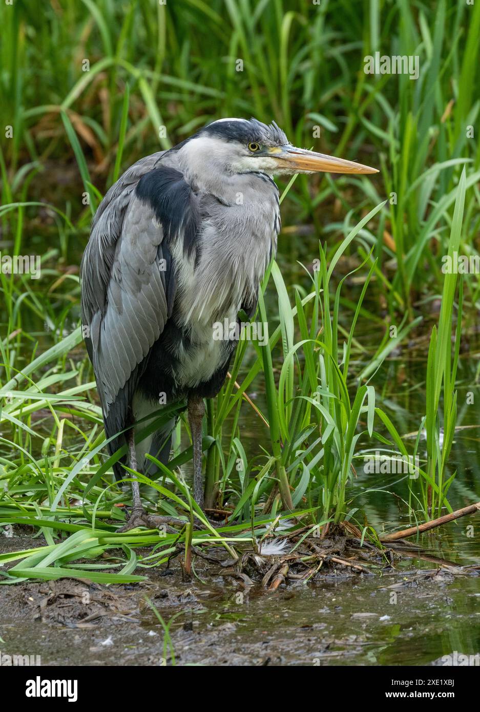 Ein grauer Reiher UK (Ardea cinerea), der im Schilf in Yorkshire steht. Stockfoto