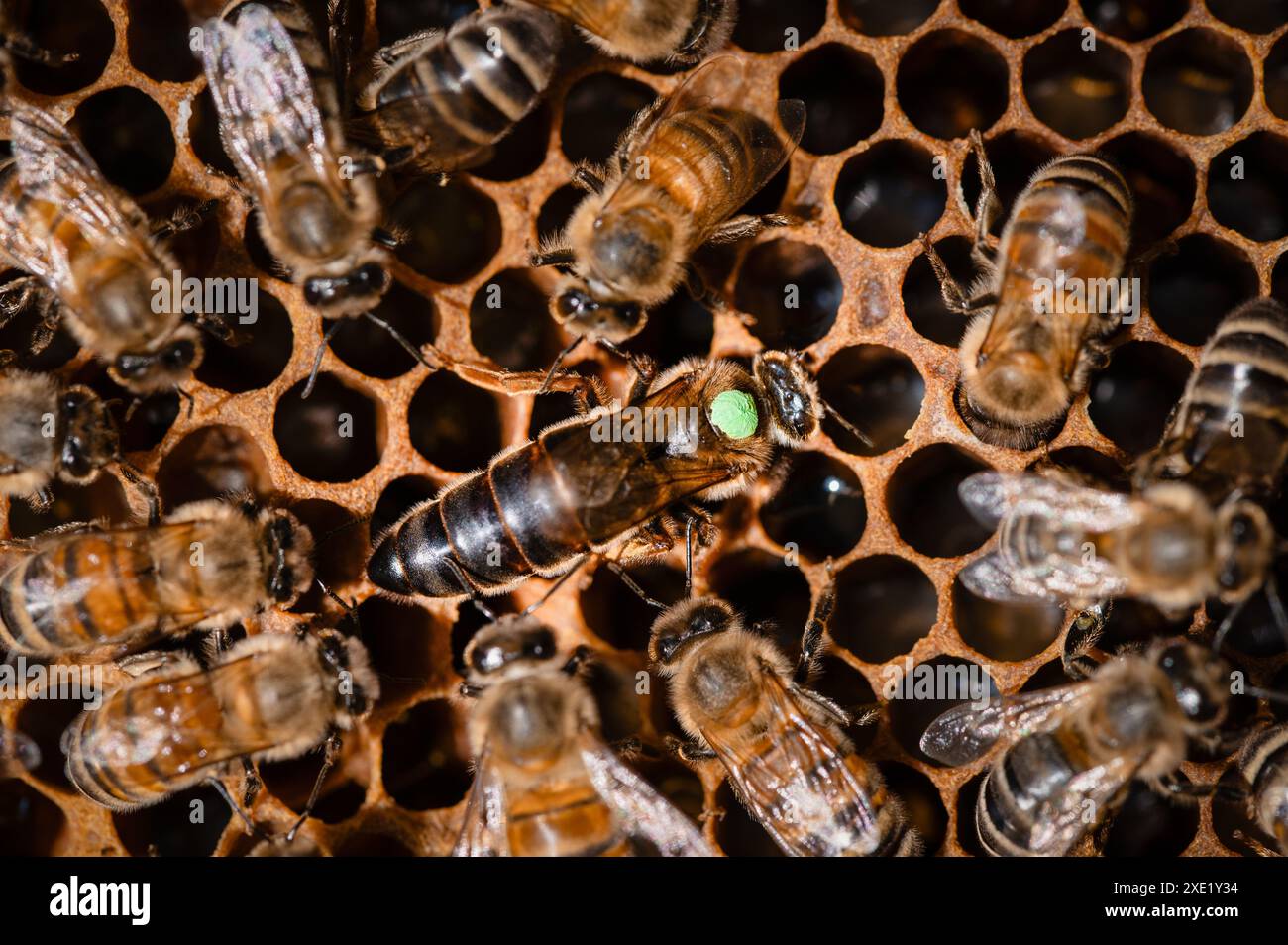 Königin Honigbiene, grün auf offenem Kamm markiert, umgeben von Ammenbienen Stockfoto