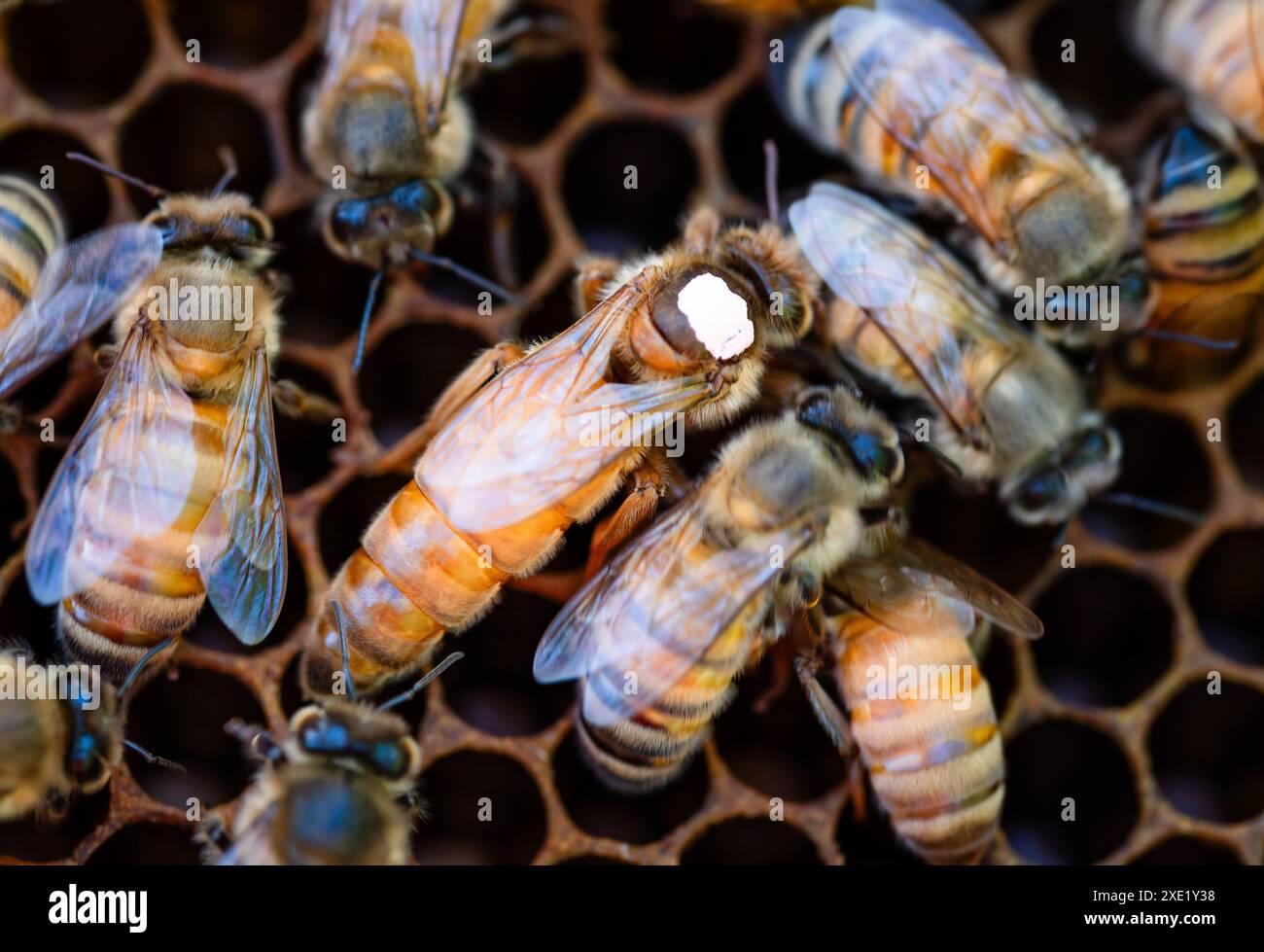 Königin Honigbiene, die weiß auf einem Rahmen markiert ist Stockfoto