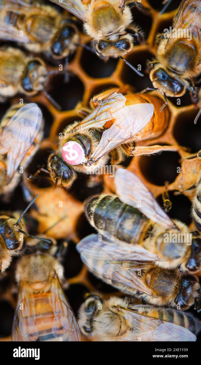 Eine markierte Bienenkönigin legt ein Ei Stockfoto