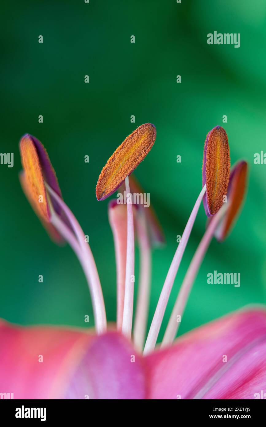 Lily blüht Makro in einem Garten Stockfoto