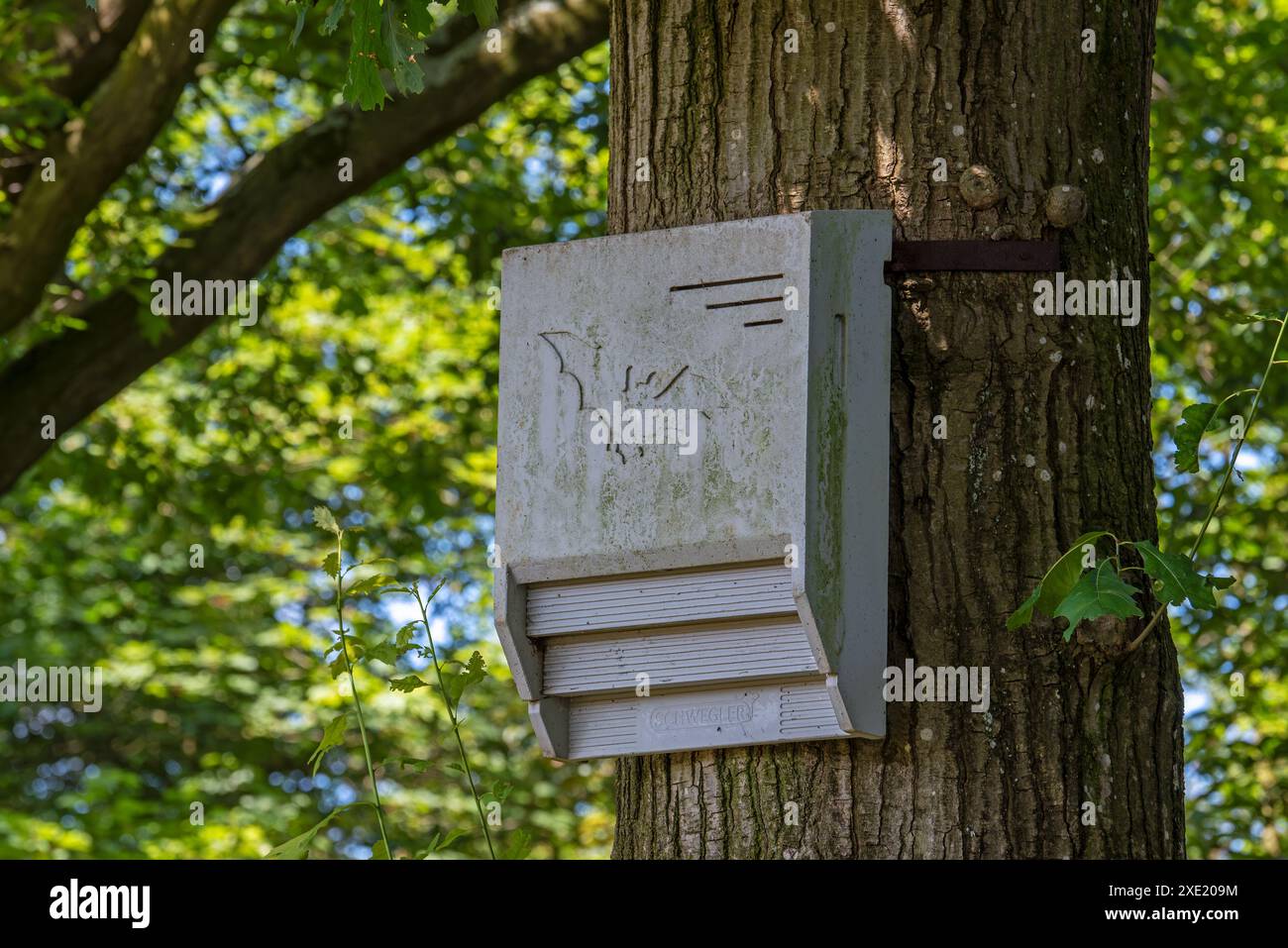 Beton Fledermauskasten / Fledermaushaus / künstlicher Schlafplatz für Fledermäuse, die am Baumstamm im Wald im Naturschutzgebiet befestigt sind Stockfoto