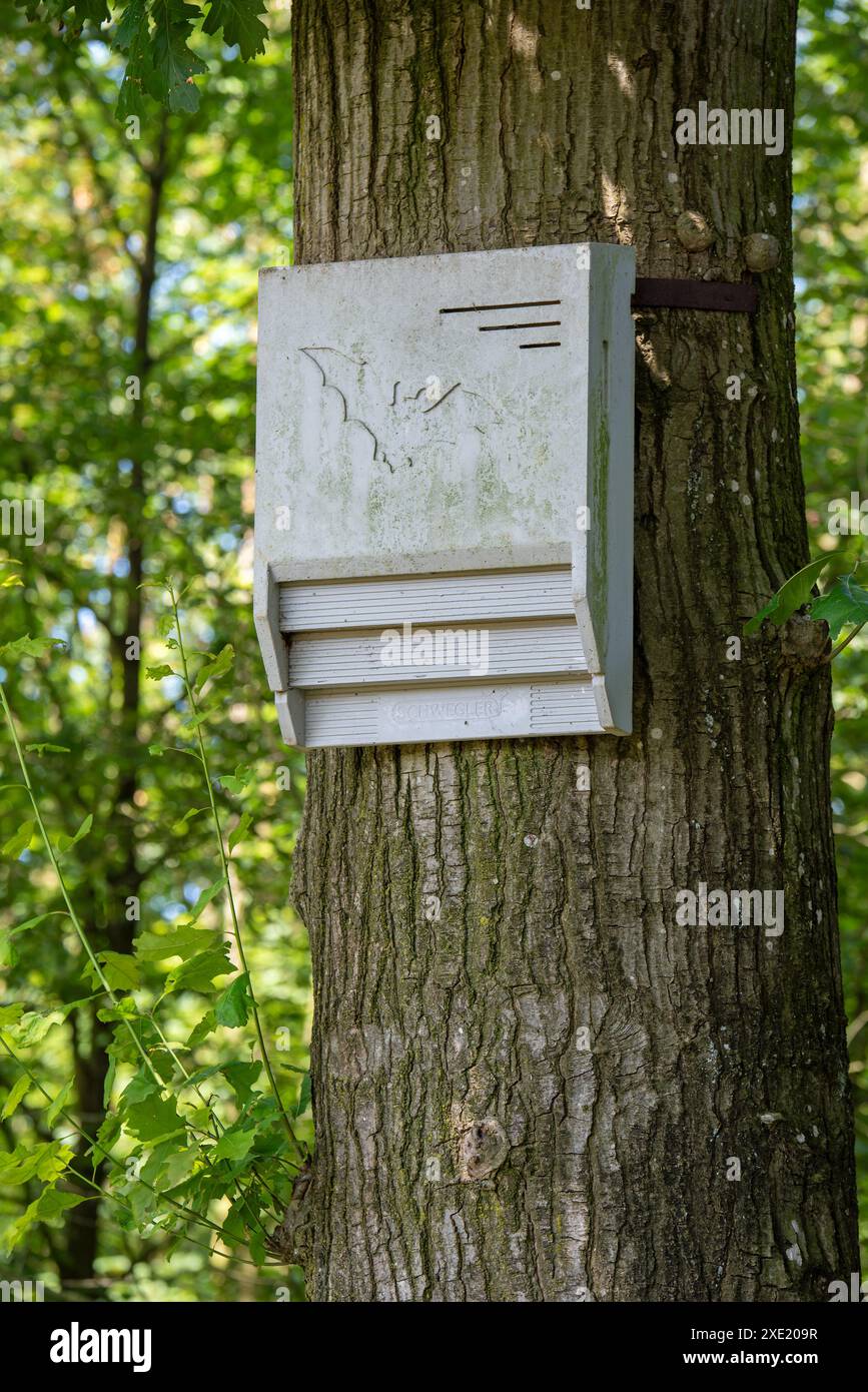 Beton Fledermauskasten / Fledermaushaus / künstlicher Schlafplatz für Fledermäuse, die am Baumstamm im Wald im Naturschutzgebiet befestigt sind Stockfoto
