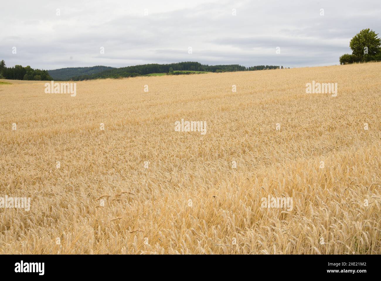 Getreidefeld mit Futterkorn Triticale - Mischung aus Weizen und Roggen Stockfoto