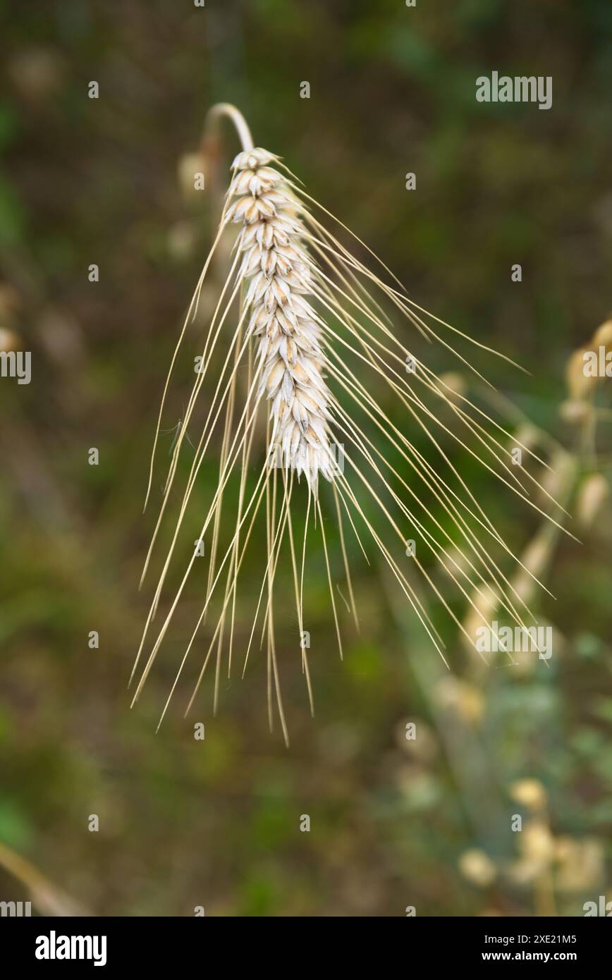 Korntriticale auf dem Maisfeld vor der Ernte – Getreide einziehen Stockfoto