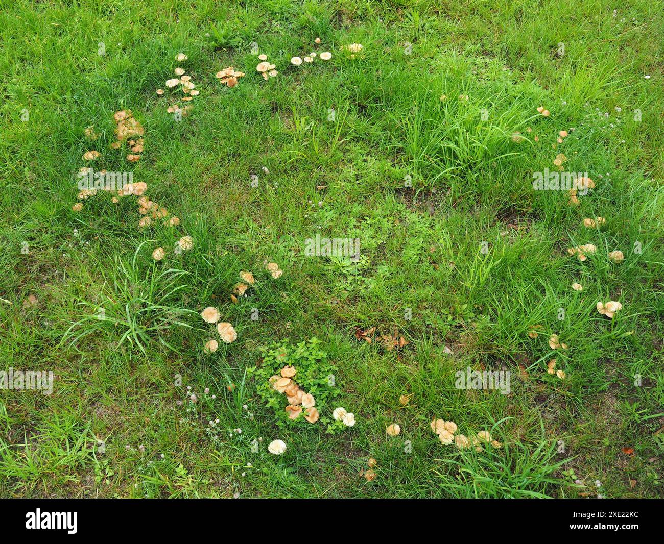 Feenring-Pilz oder Feenring-Champignon Stockfoto