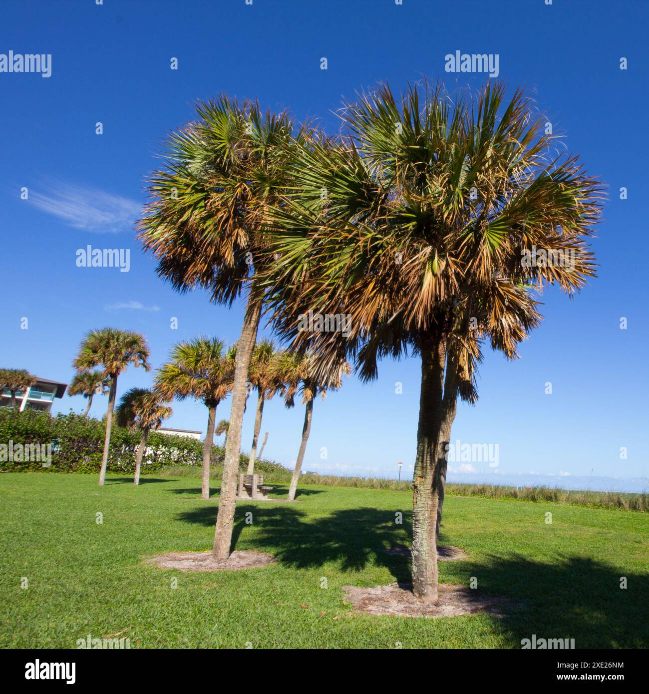 Kleiner Park mit Bäumen, Vero Beach, Florida Stockfoto