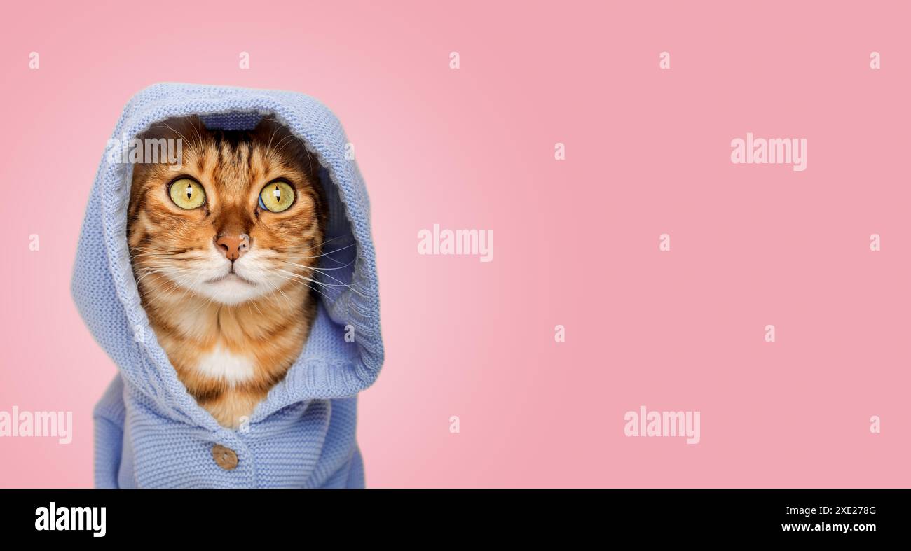 Coole bengalische Katze in einem blauen Hoodie auf rosa Hintergrund. Stockfoto